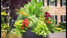 Topošais skaistums: konteineru dārzkopības māksla un zinātne