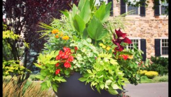 Topošais skaistums: konteineru dārzkopības māksla un zinātne