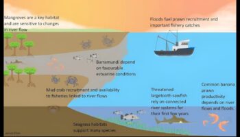 Kāpēc upju estuāri ir svarīgas ūdens ainavu sastāvdaļas?