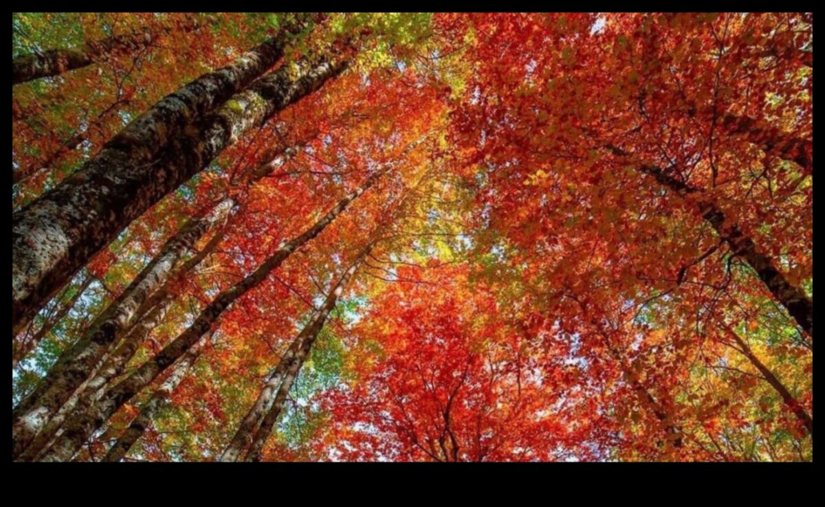 Rudens ekvinokcija: rudens ainavas līdzsvarā