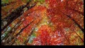 Rudens ekvinokcija: rudens ainavas līdzsvarā