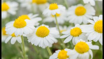 Rīta svētlaime: sāciet savu dienu ar maigo kumelīšu esenci