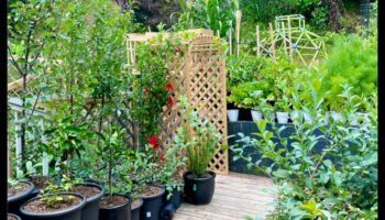 Zaļa dzīve, mazas telpas: konteineru dārzkopības ieskats