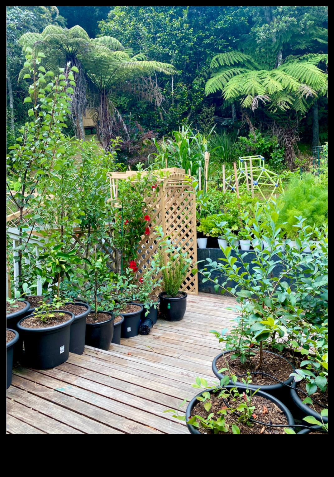 Zaļa dzīve, mazas telpas: konteineru dārzkopības ieskats